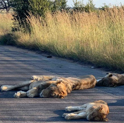 Lwy wyleguja sie na drodze