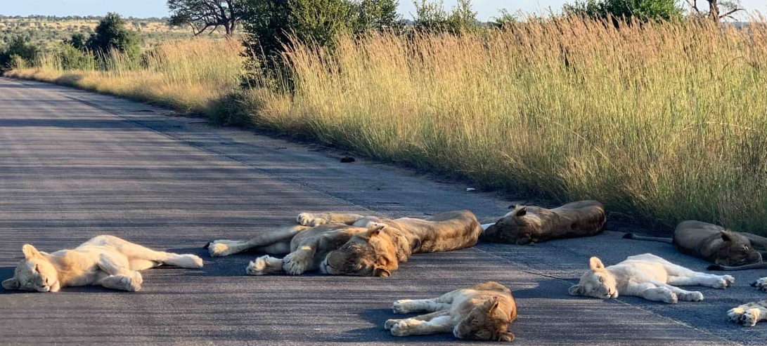 Lwy wyleguja sie na drodze