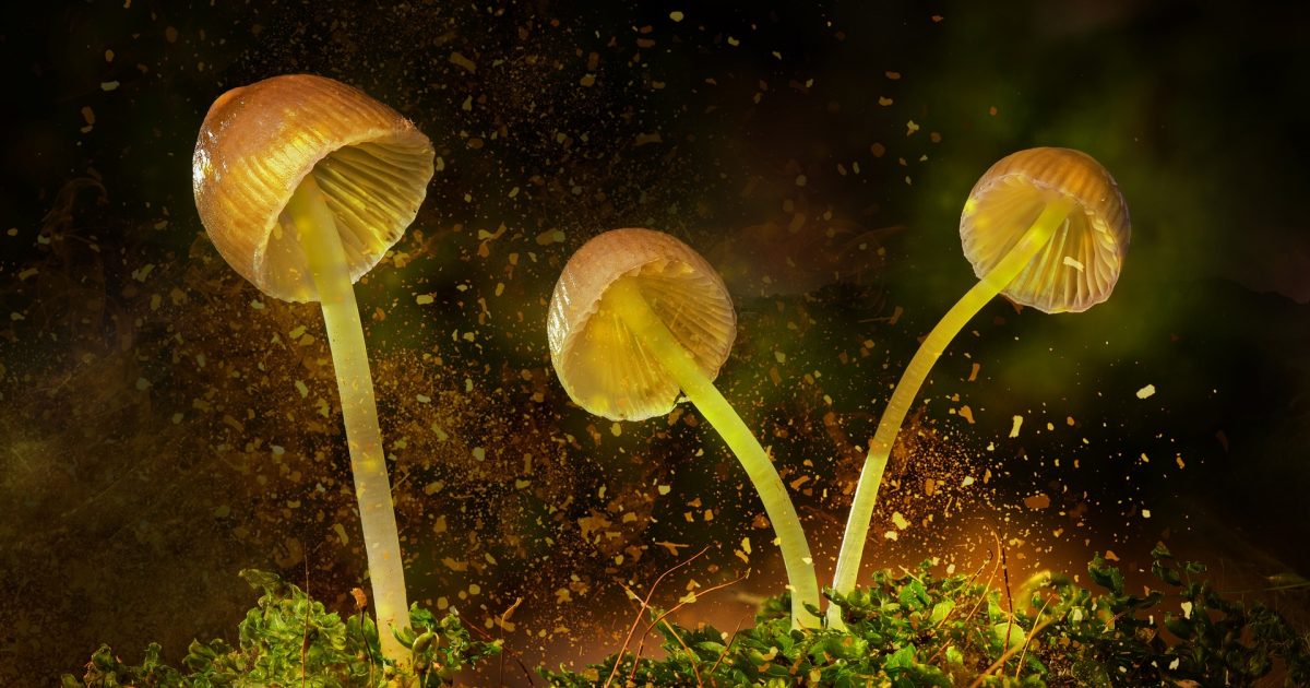 Naukowcy zmodyfikowali swiecace rosliny