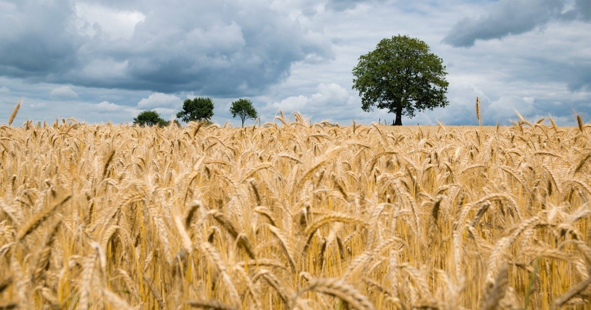 Wiekszosc swiata nie moze jadac lokalnego jedzenia