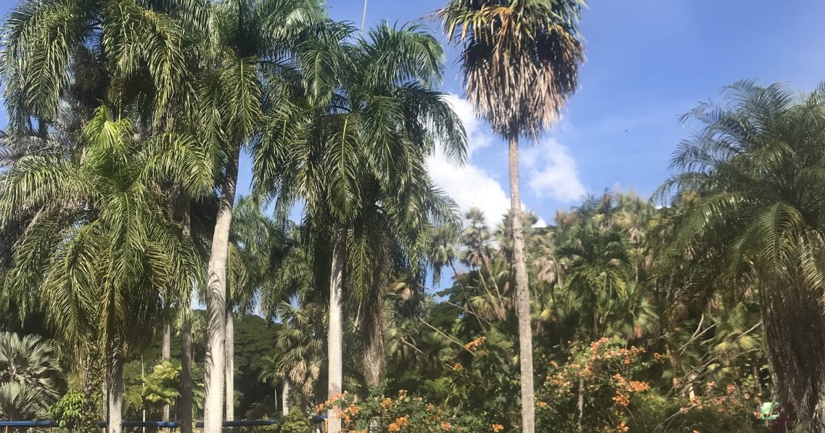 santo domingo - wspinacze