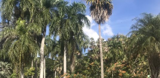 santo domingo - wspinacze